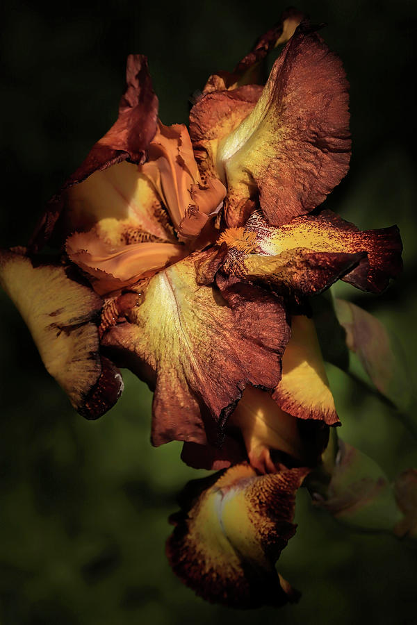 Chocolate and Yellow Iris Photograph by Donna Kennedy