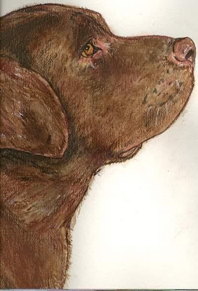 Chocolate Lab Painting by Alison Steiner