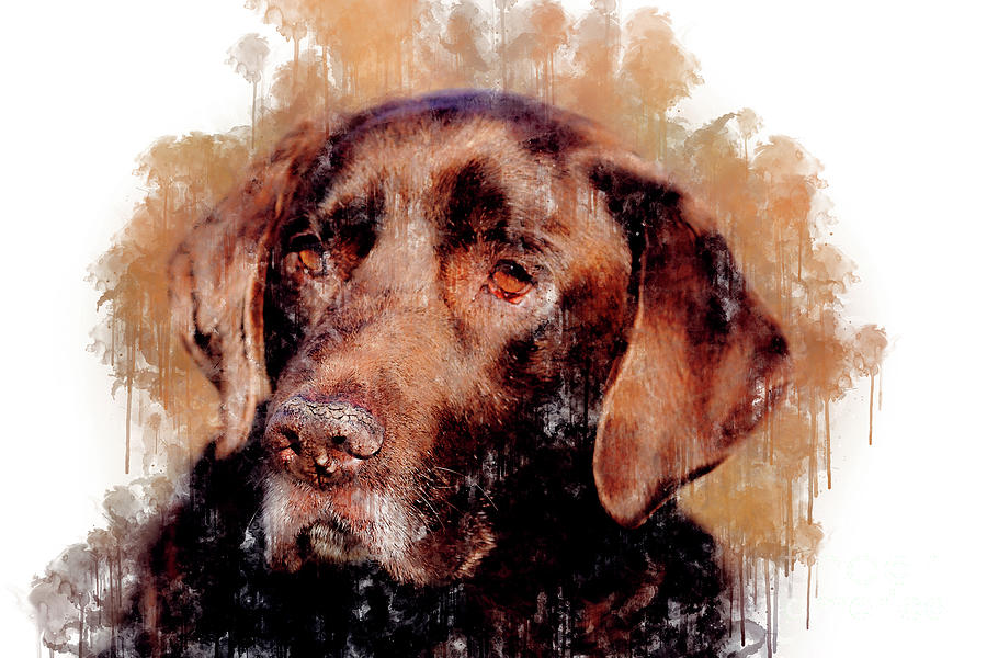 Chocolate lab hot sale watercolor