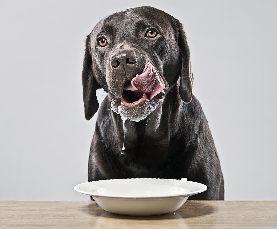 Chocolate Labrador Drinking a Bowl of Milk Photograph by Justin Paget