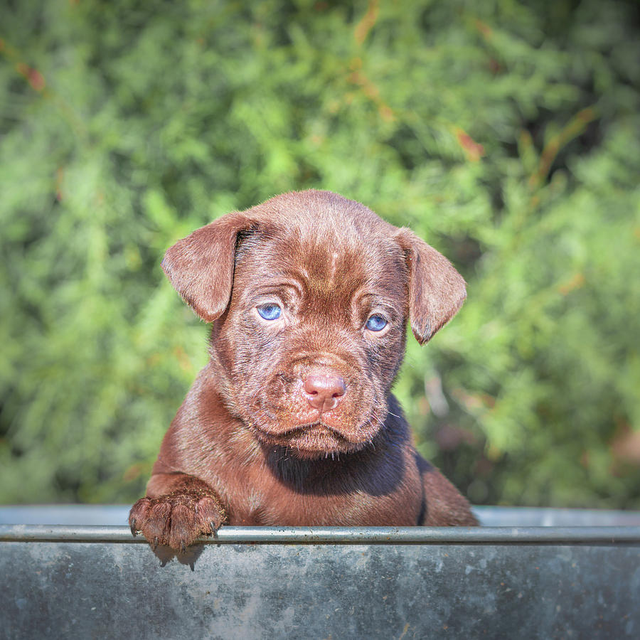 Chocolate Labrador Puppy Photograph