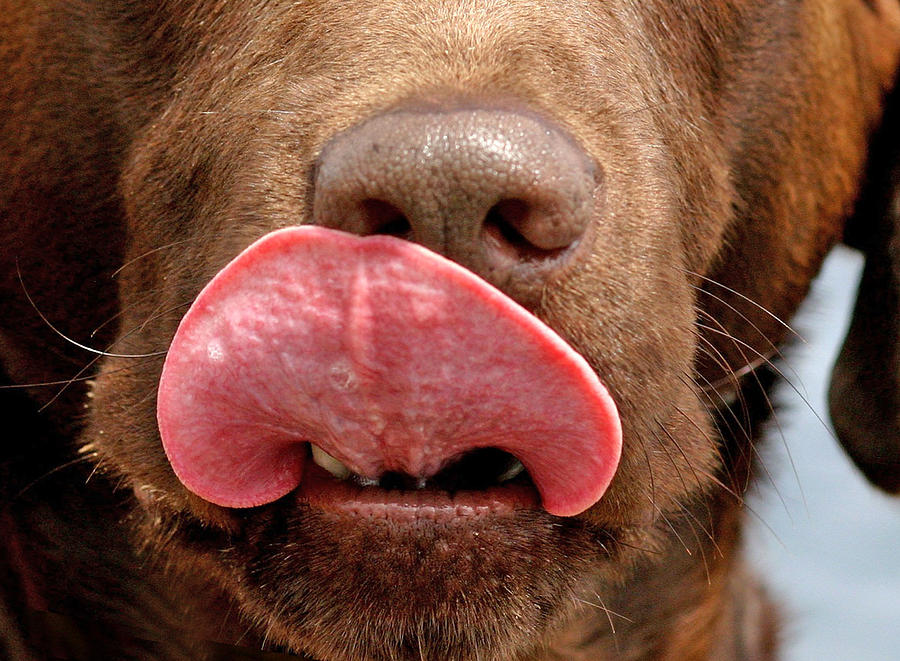 Chocolate Labrador Retriever Tongue Mask Painting by Nadi Spencer