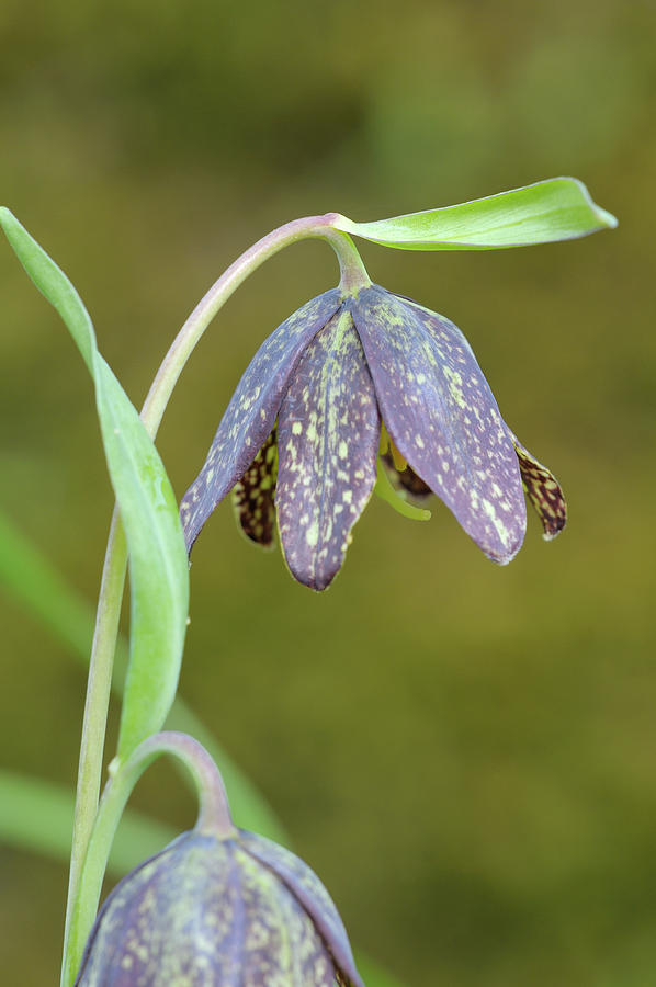 Chocolate Lily Fritillaria affinis, Cowichan Valley, Vancouver Island, British Columbia Photograph by Kevin Oke