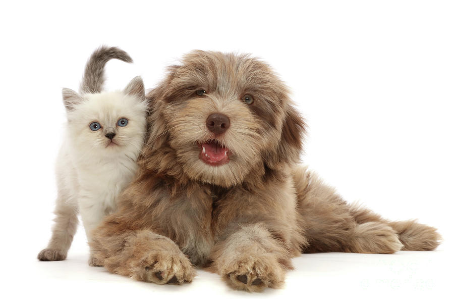 Chocolate merle Cockapoo pup and Persian-x-Ragdoll kitten Photograph by Warren Photographic Chocolate merle Cockapoo pup and Persian-x-Ragdoll kitten Photograph by Warren Photographic