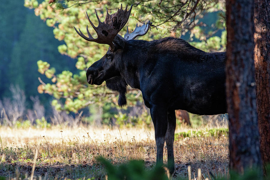 Chocolate Moose Photograph by Darlene Bushue