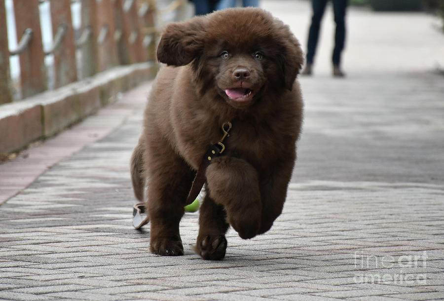 Newfoundland chocolate clearance dog