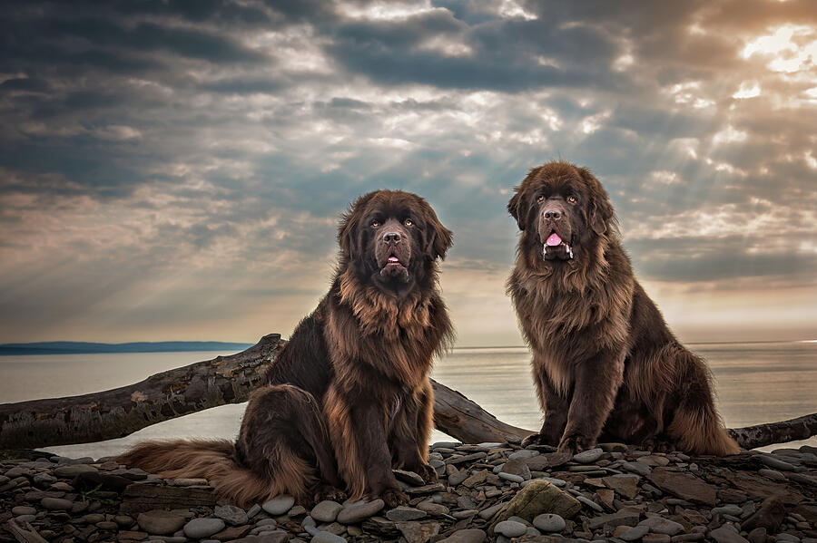 Chocolate Newfoundland Dogs at Cape Enrage Photograph by Tracy Munson