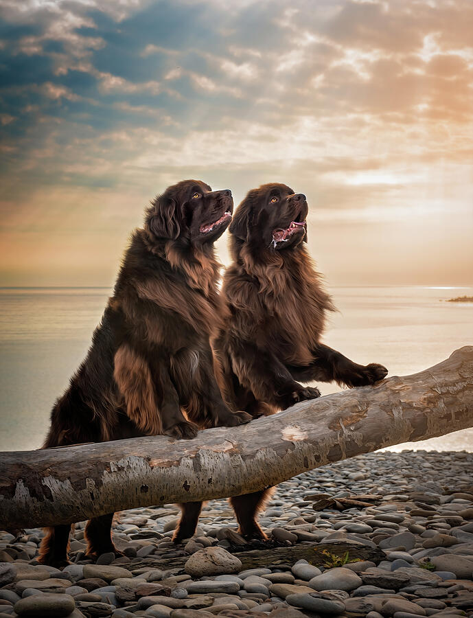 Chocolate Newfoundland Dogs at Cape Enrage 2 Photograph by Tracy Munson