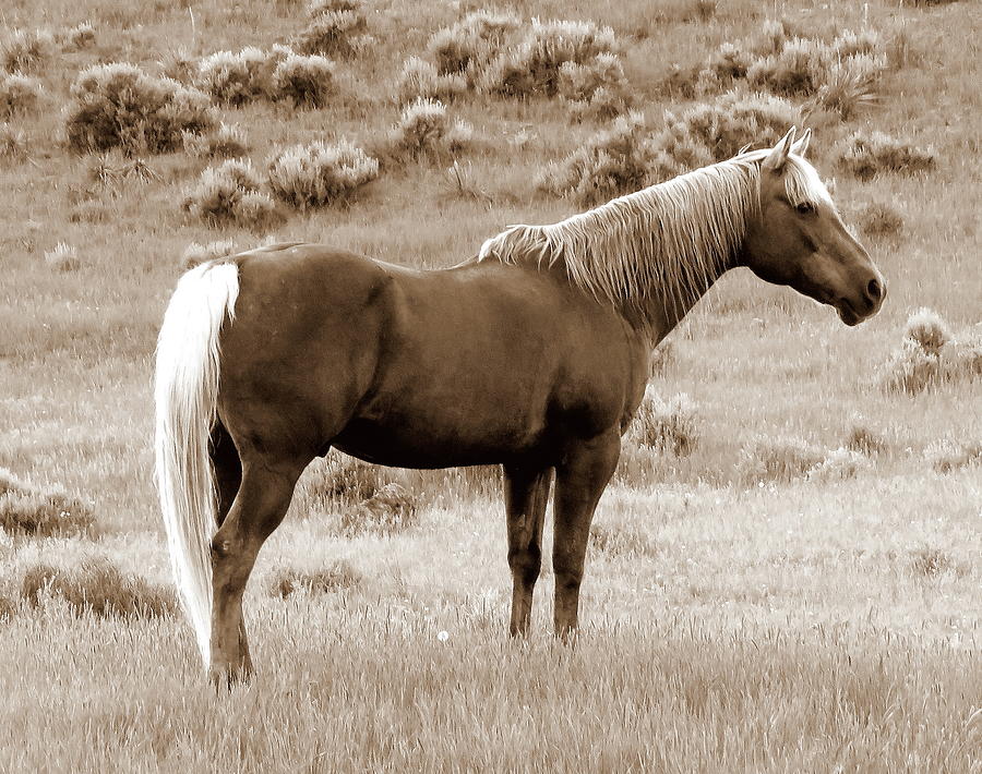 Chocolate Palomino in Sepia Photograph by Katie Keenan
