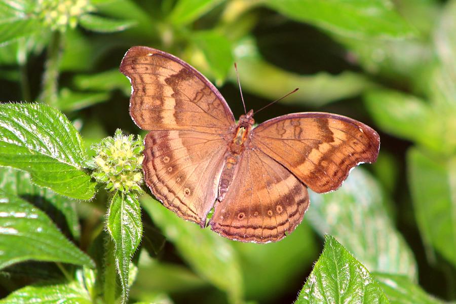 Chocolate Pansy Photograph by Monica Donaldson Stewart