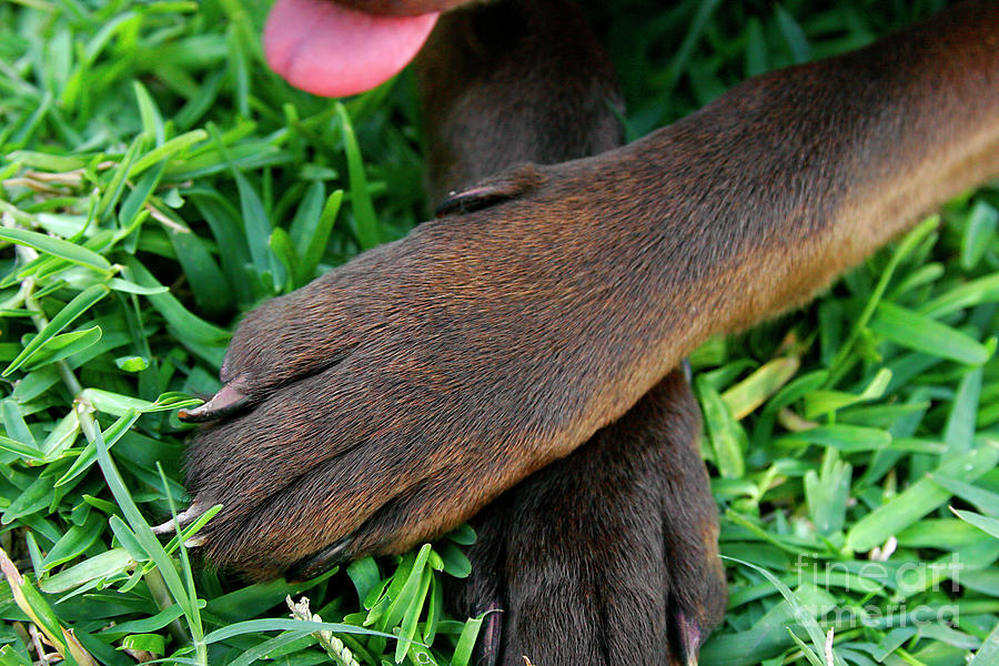 Chocolate Paws Photograph by Renee Spade Photography