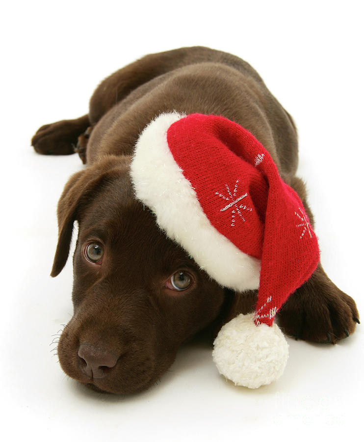 Chocolate Santa Pup Photograph by Warren Photographic