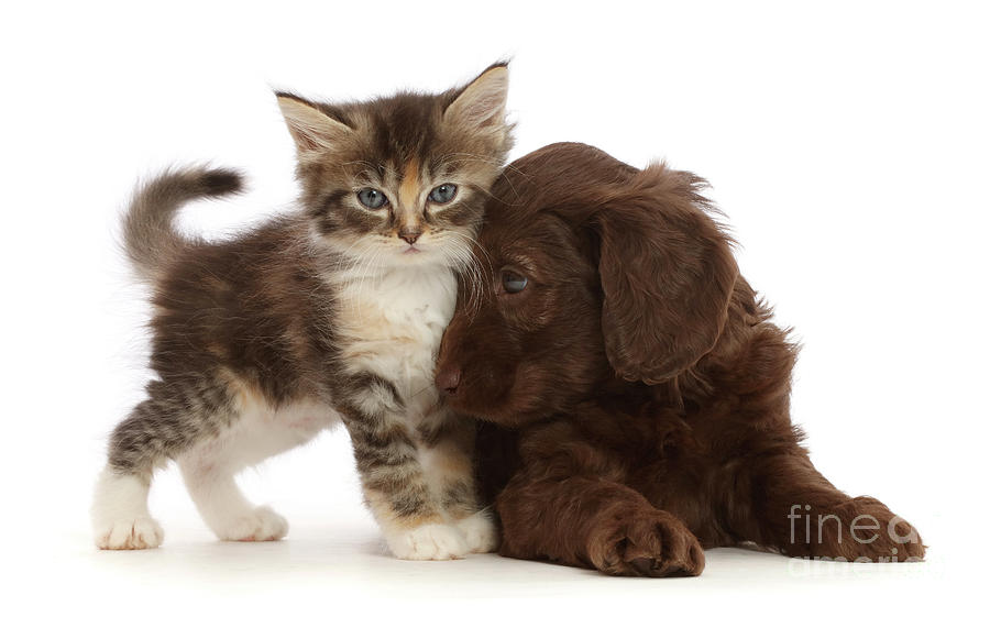 Chocolate Sproodle puppy nuzzling cute kitten Photograph by Warren Photographic