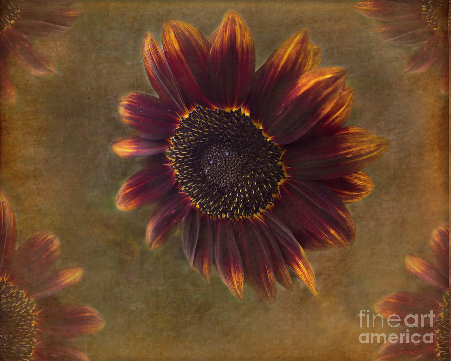Chocolate Sunflowers with texture Photograph by Maria Janicki