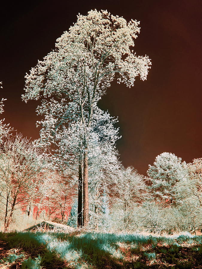 Chokolade sky and a pine. Infrared photography Photograph by Jouko Lehto
