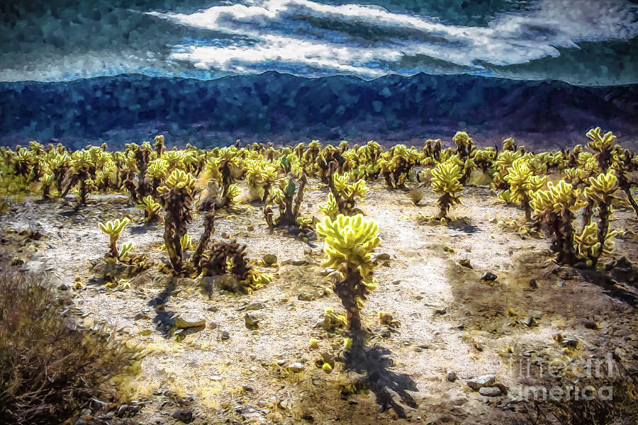 Cholla Afternoon Photograph by Stefan H Unger