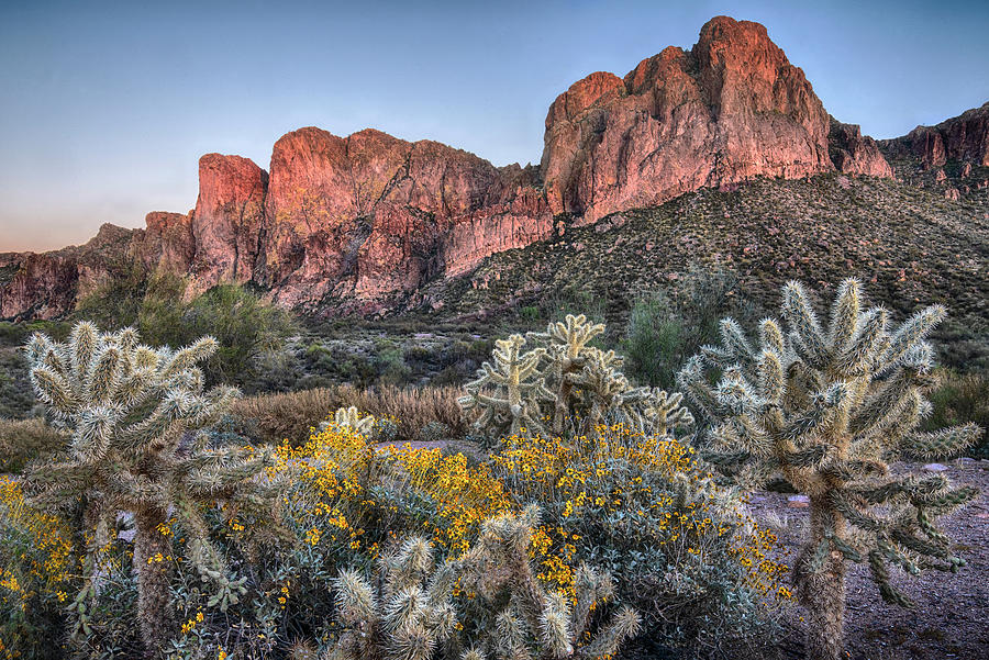 Cholla and Brittlebush in front Goldfield Mountains in central Arizona Photograph by Dave Dilli