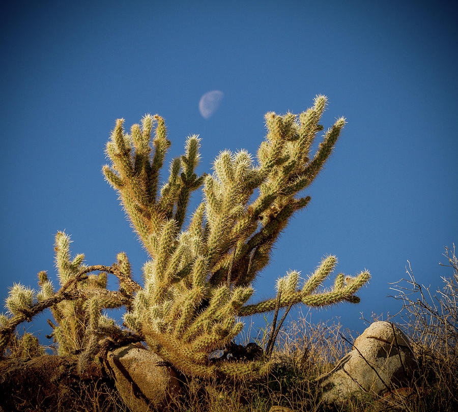 Cholla and Moon Photograph by Jean Noren