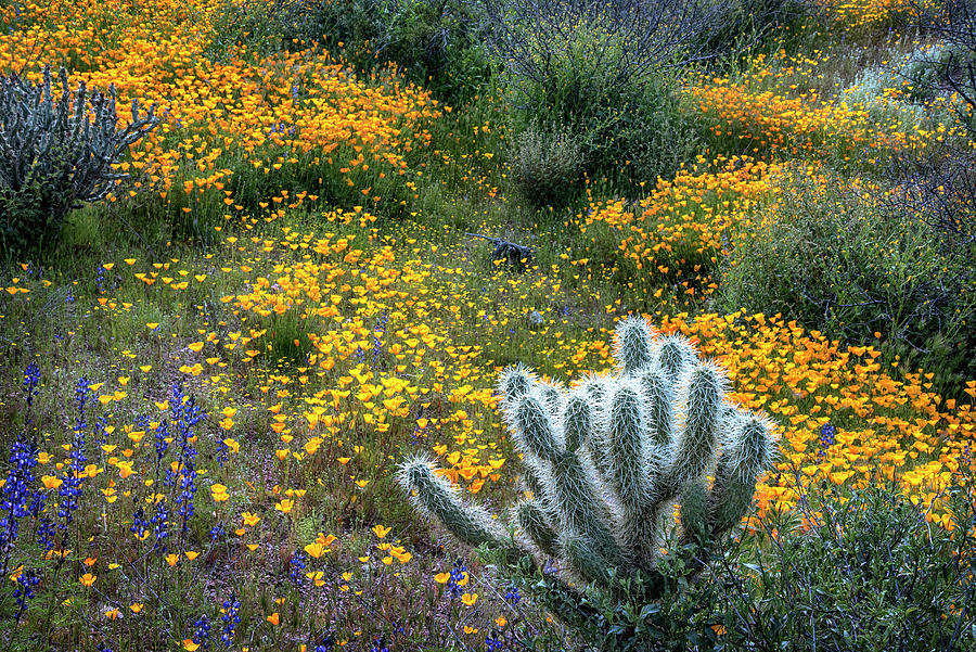 Cholla and Poppies in the Central Arizona Deserts Photograph by Dave Dilli