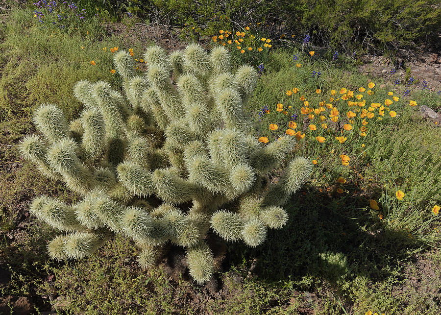 Cholla and Poppies Photograph by Tom Daniel