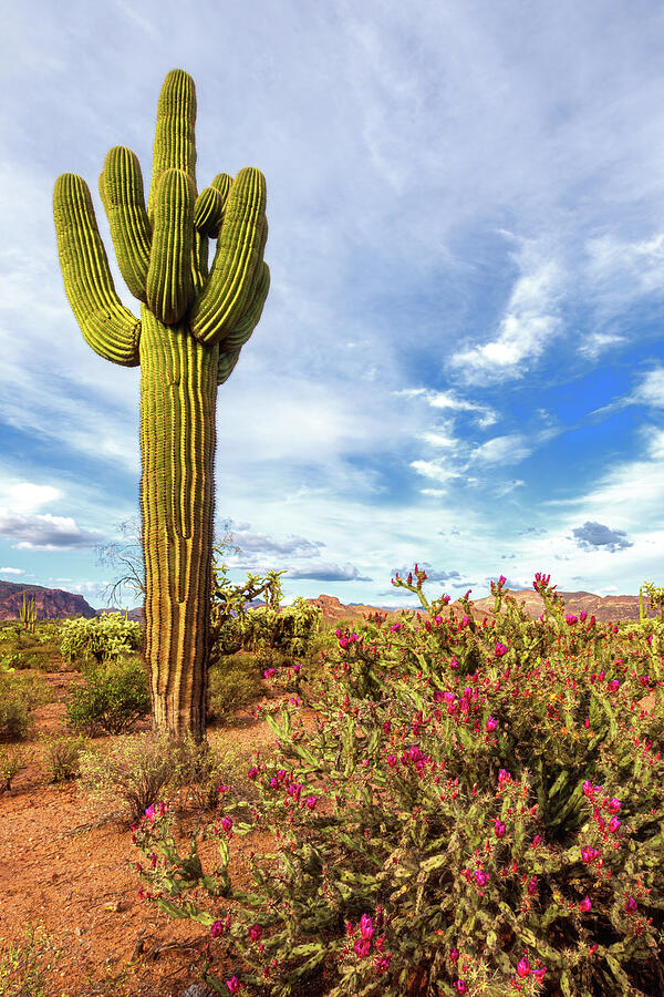 Cholla Cacti in the Spring Photograph by Rick Furmanek