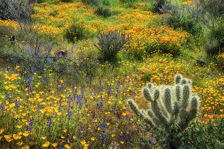 Cholla cactus and Arizona Spring wildflowers Photograph by Dave Dilli