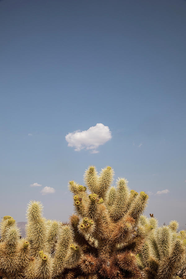 Cholla Cactus and Cloud Photograph by David Kleeman