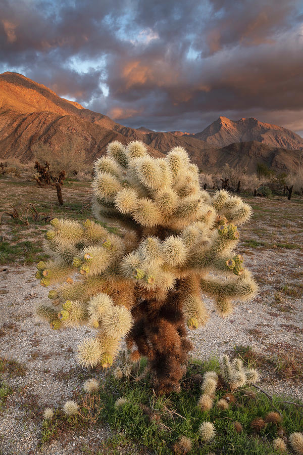 San Diego Photograph - Cholla Cactus and Clouds at Hellhole Canyon by William Dunigan