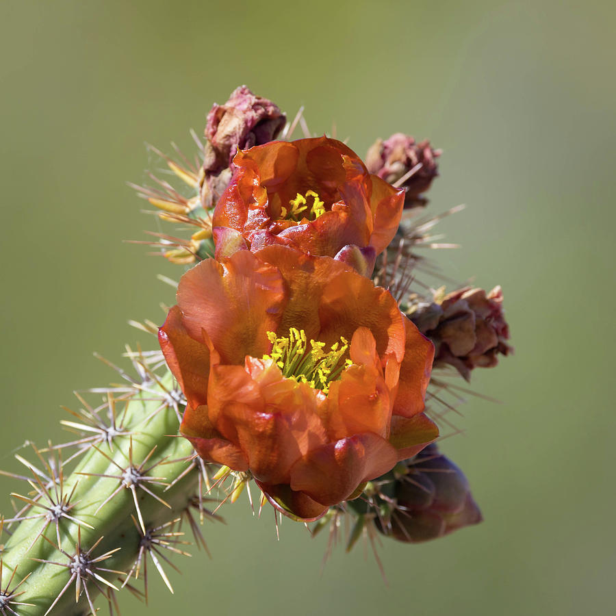 Cholla Cactus Blooms Photograph by Rosemary Woods - Desert Rose Images ...