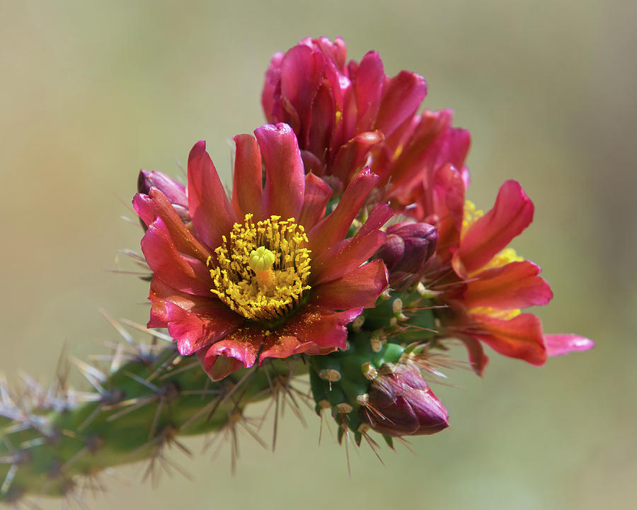 Cholla cactus blooms Photograph by Rosemary Woods Images - Fine Art America