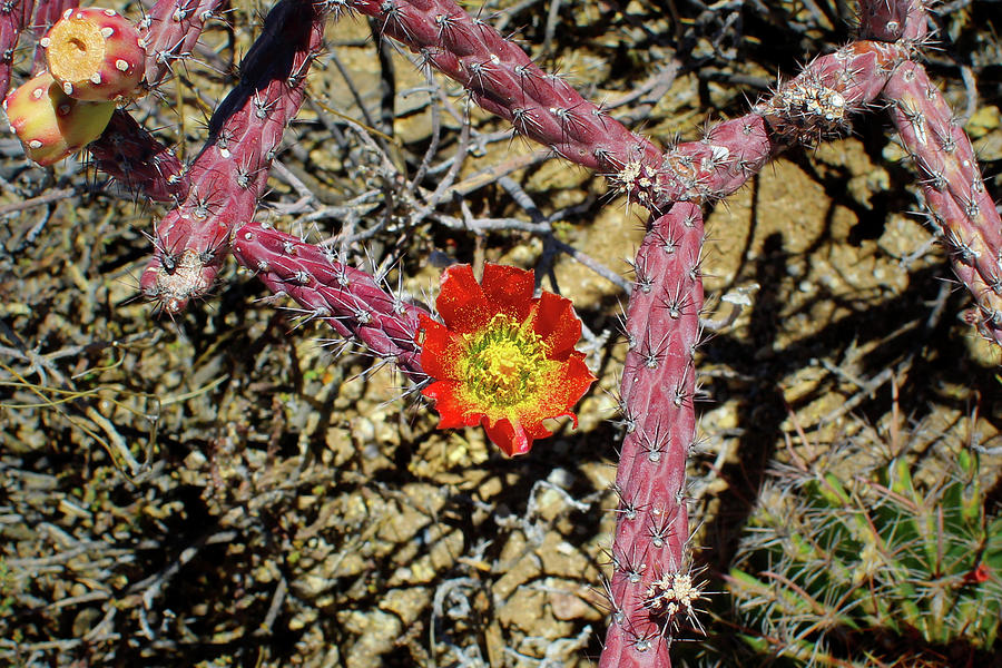 Cholla Cactus Blossom Photograph by Jason Judd