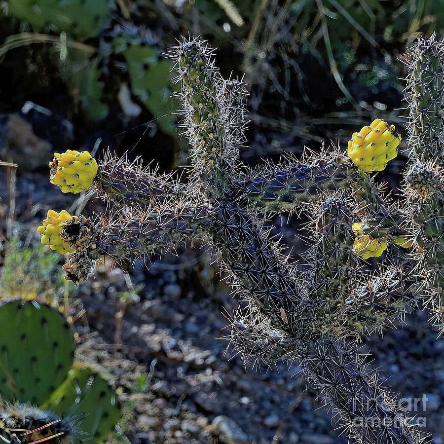 Cholla Cactus Blossoms Photograph by Jon Burch Photography