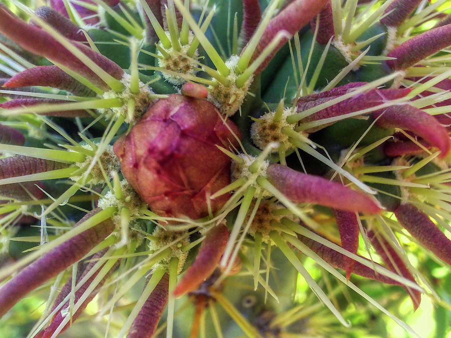Cholla Cactus Bud Photograph by Gene Taylor