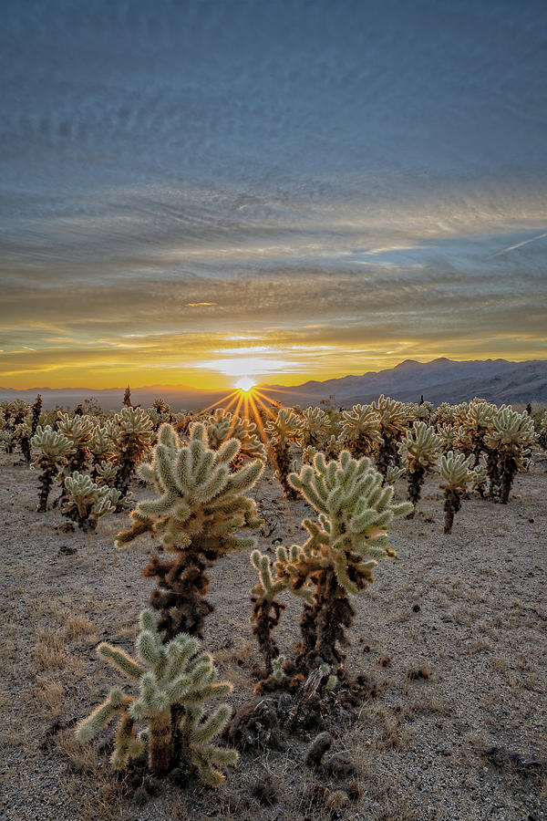 Cholla Cactus Delight Photograph by George Buxbaum