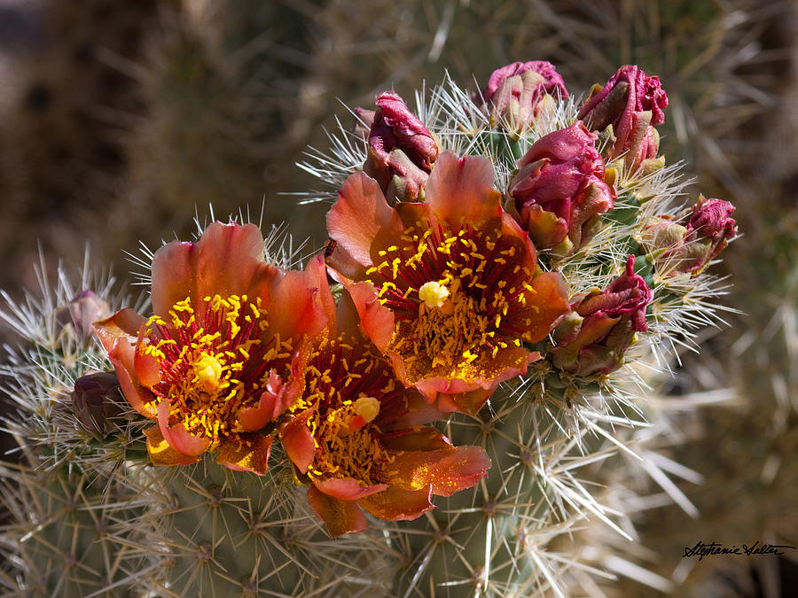 Cholla Cactus Flowers Photograph by Stephanie Salter