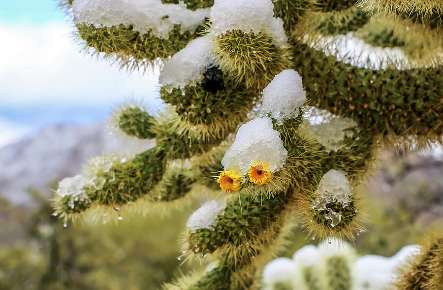 Cholla Cactus in Snow Photograph by Dawn Richards