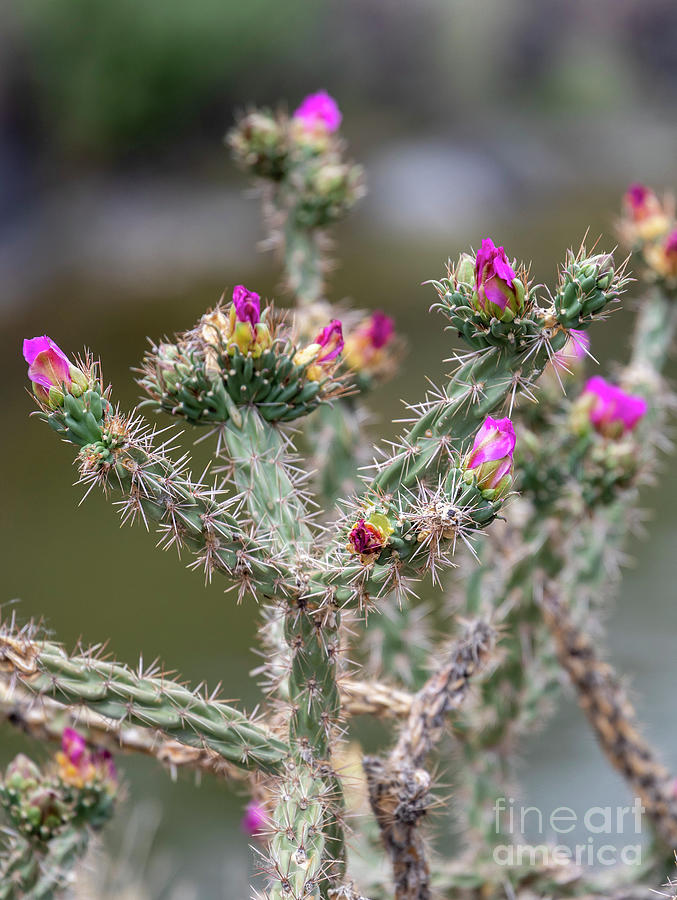Cholla Cactus Photograph by Jim West