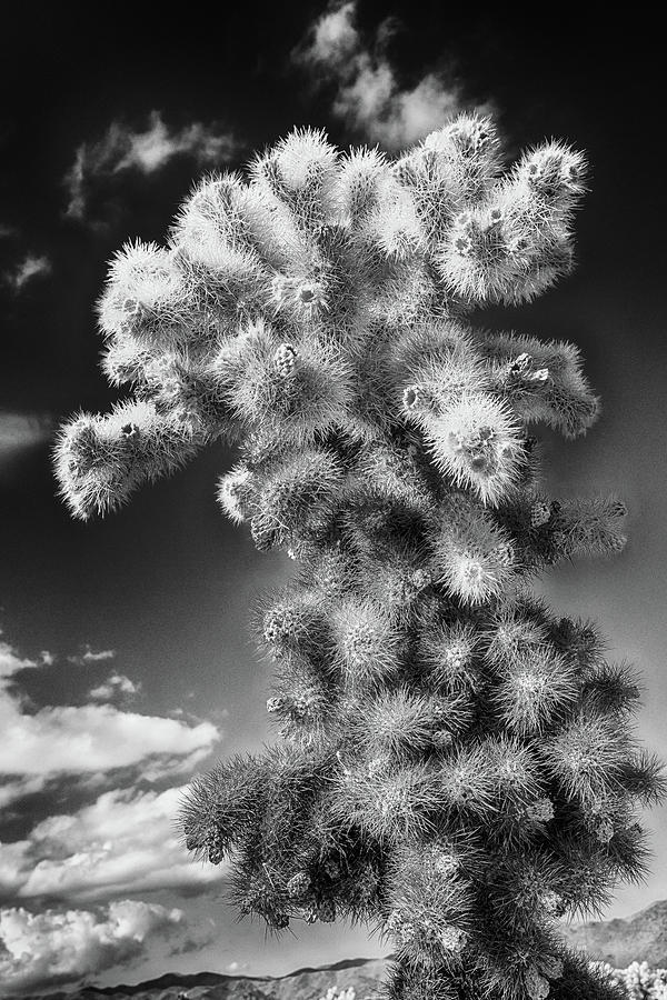 Joshua Tree National Park Photograph - Cholla Cactus - Joshua Tree National Park by Stephen Stookey