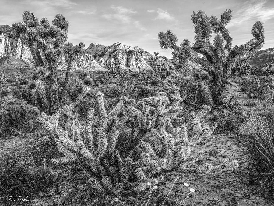 Cholla cactus, Joshua trees and Calico Ri Photograph by Tim Fitzharris