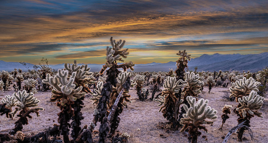 Cholla Cactus Jungle Photograph by George Buxbaum