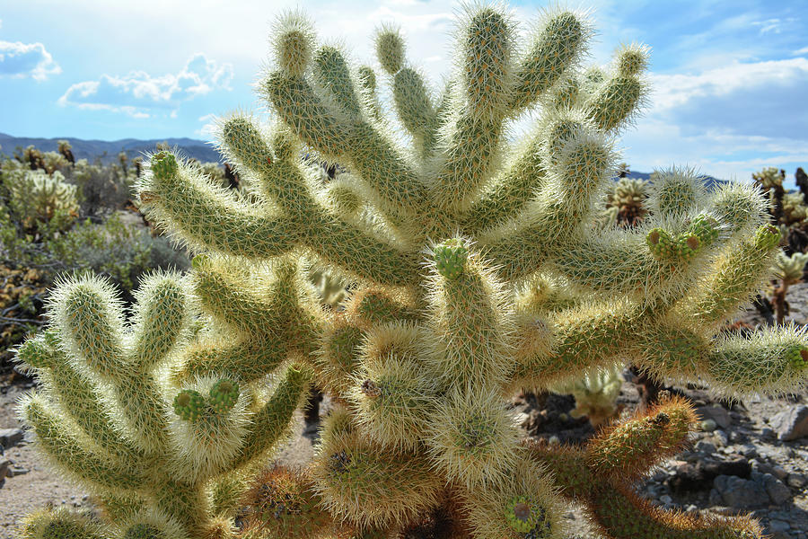 Cholla Cactus Photograph by Kyle Hanson