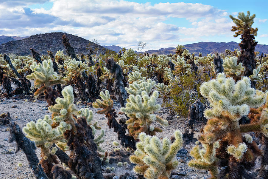Cholla Cactus Landscape Photograph by Kyle Hanson