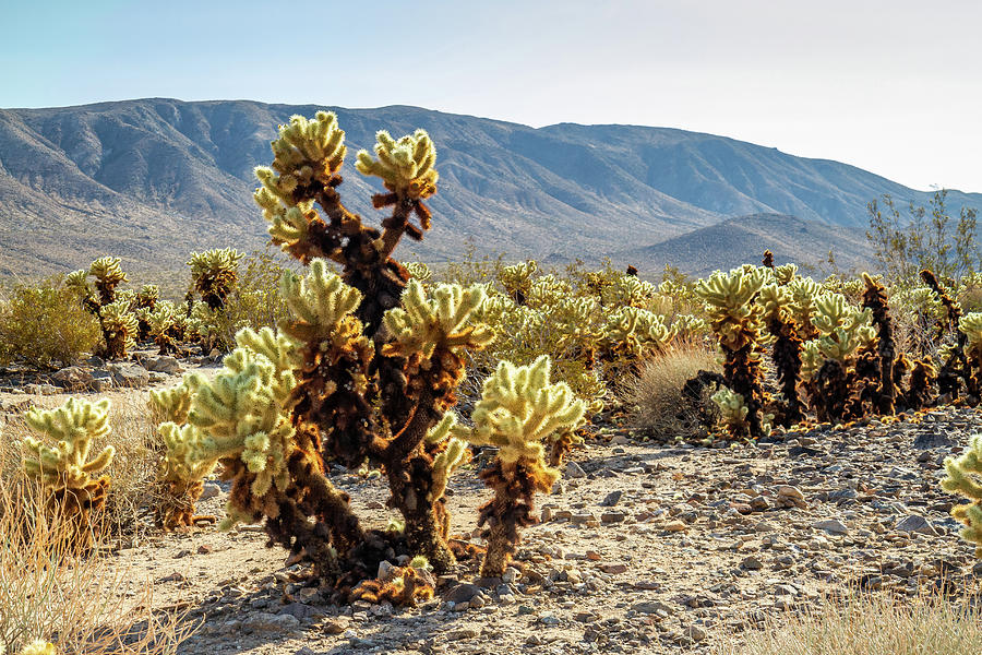 Cholla Cactus Landscape Photograph by Pierre Leclerc Photography