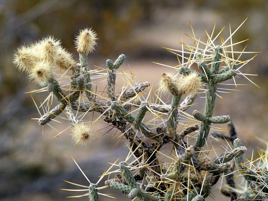 Cholla Cactus Mojave Photograph by Richard Thomas