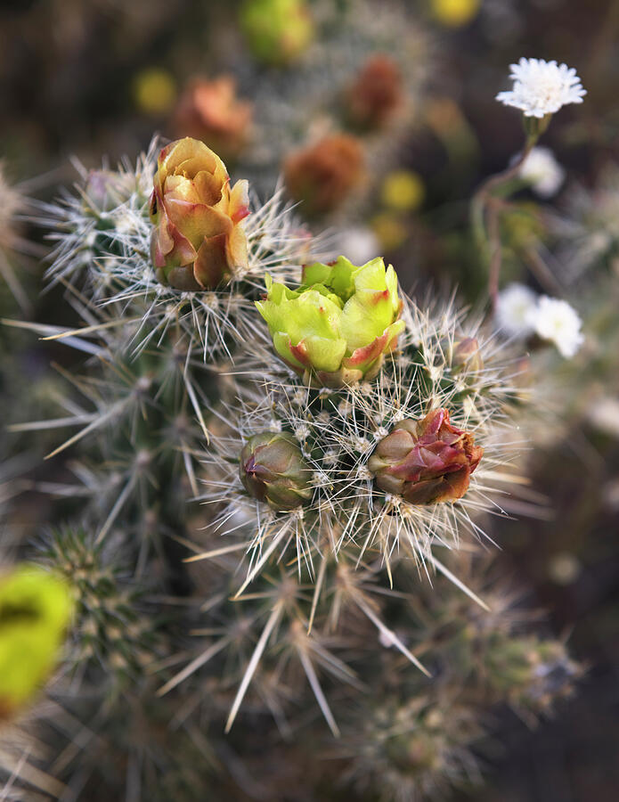 Cholla Cactus Spring Blooms Photograph by William Dunigan - Fine Art ...