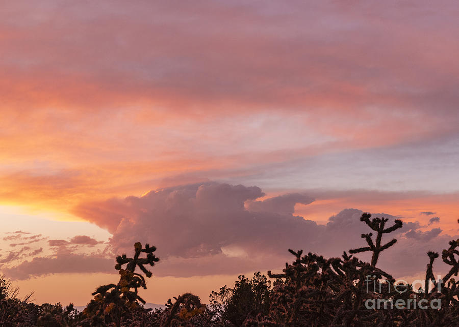 Cholla Cactus Sunset 1 Photograph by Steven Natanson