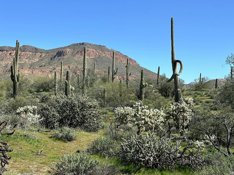 Cholla Garden Photograph by Cynthia Kaegi - Fine Art America