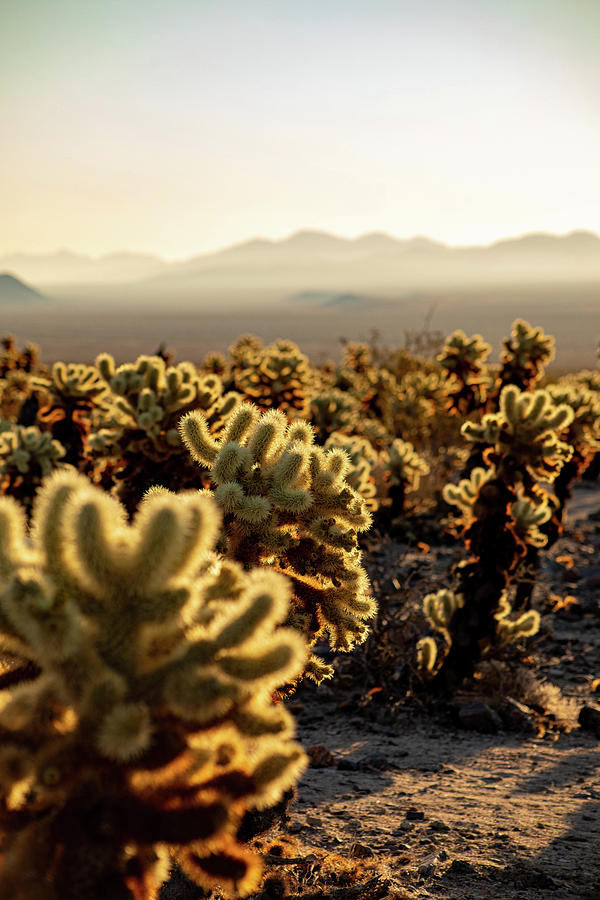 Cholla Magic Photograph by Go and Flow Photos