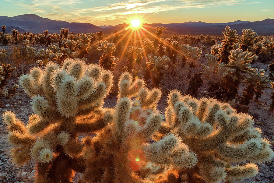 Cholla Sunrise Photograph by Eric Albright