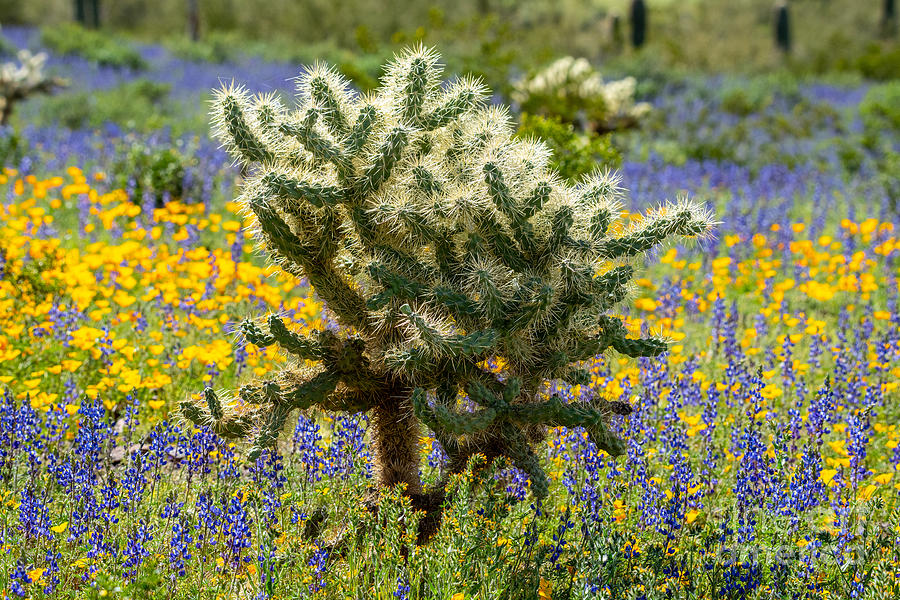 Cholla surrounded by cheerful Wildflowers Digital Art by Tammy Keyes